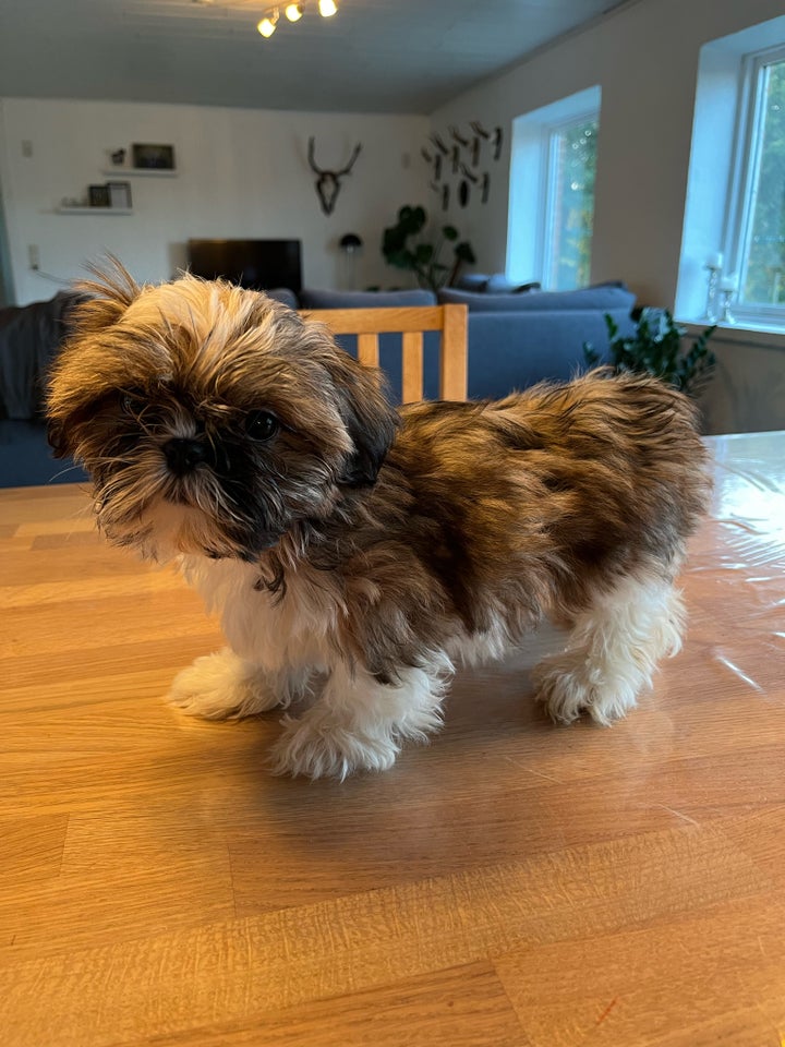 Shih tzu, hvalpe, 12 uger