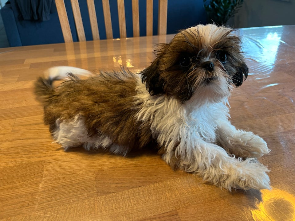 Shih tzu, hvalpe, 12 uger