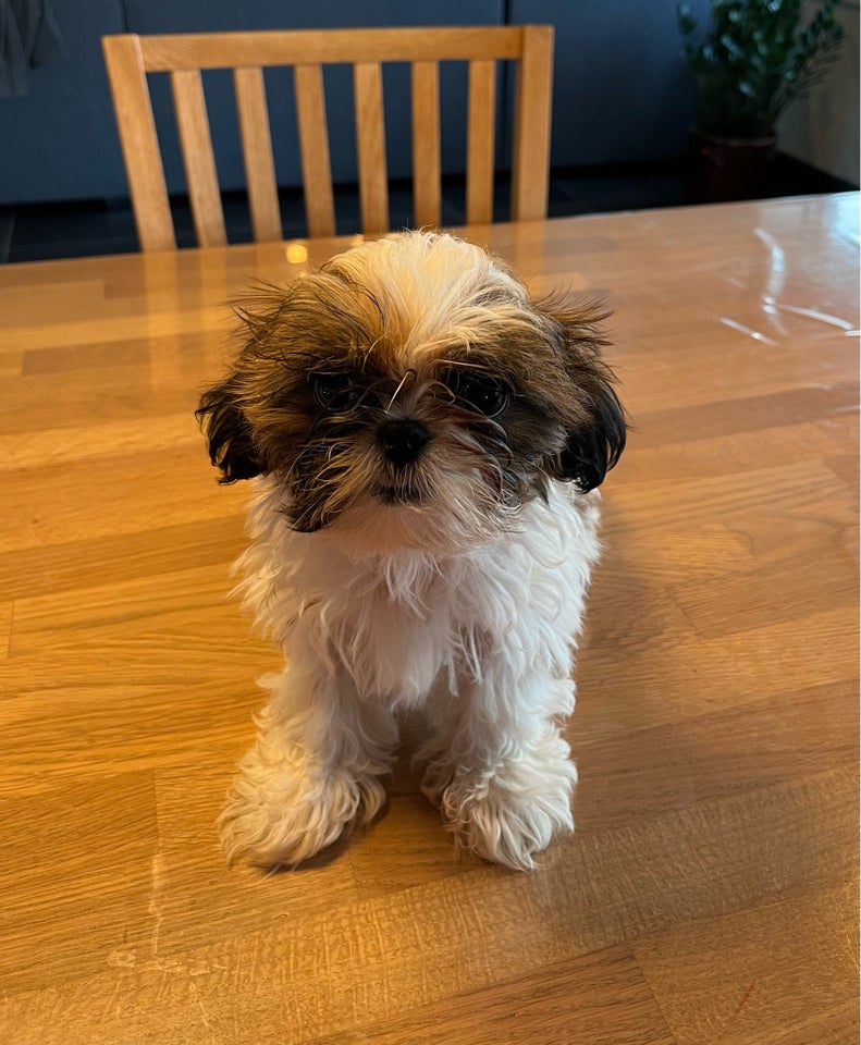 Shih tzu, hvalpe, 12 uger