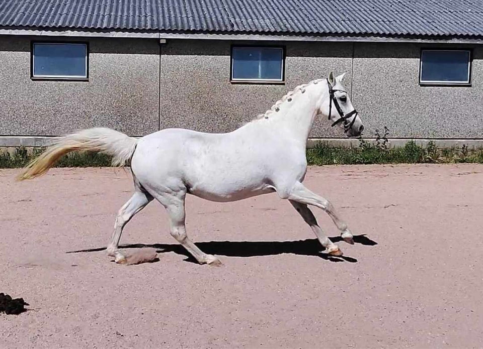 Welsh Partbreed, hoppe, 0 år