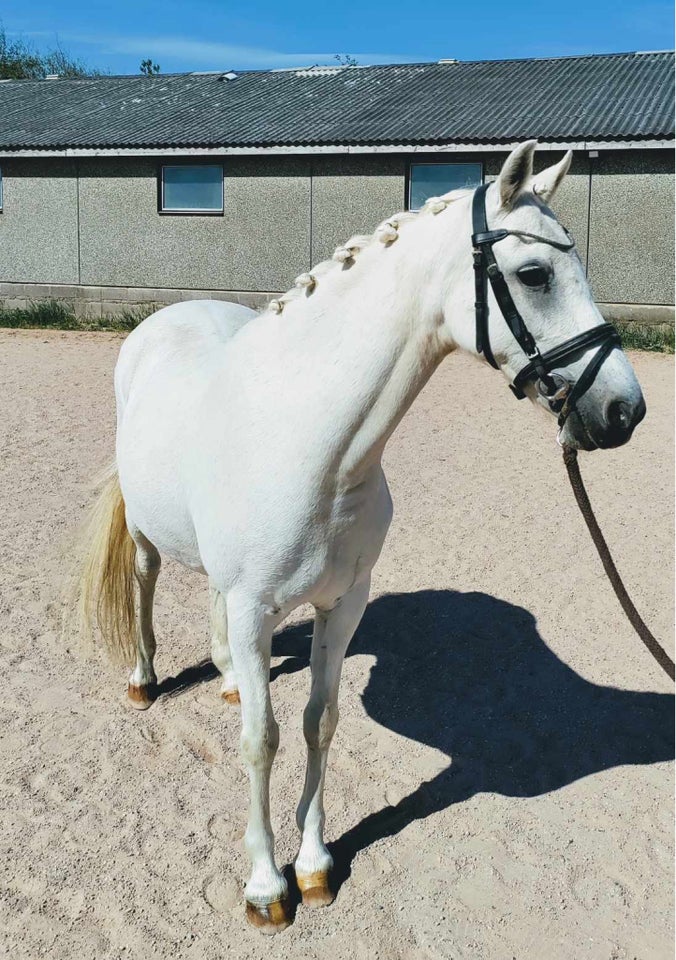 Welsh Partbreed, hoppe, 0 år