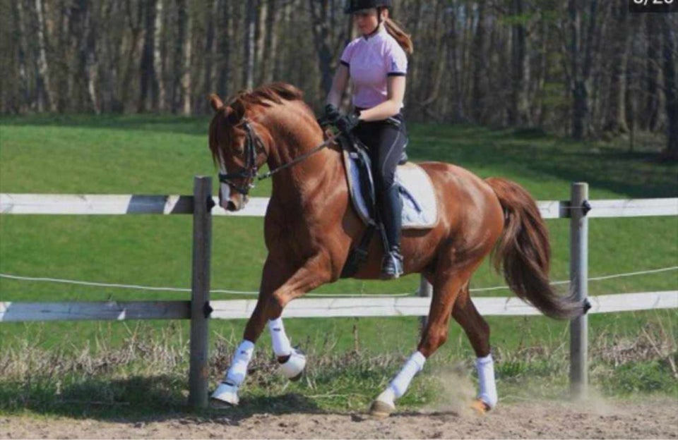 Welsh Partbreed, hoppe, 0 år