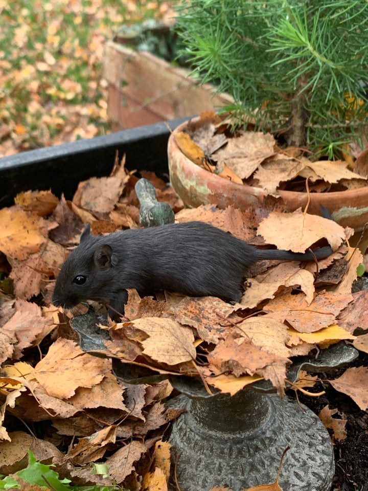 Ørkenrotte, Ørkenrotte, 0 år