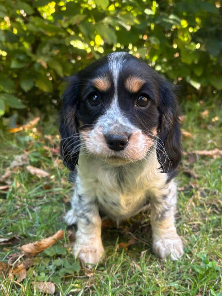 Cavalier blanding, hvalpe, 8 uger