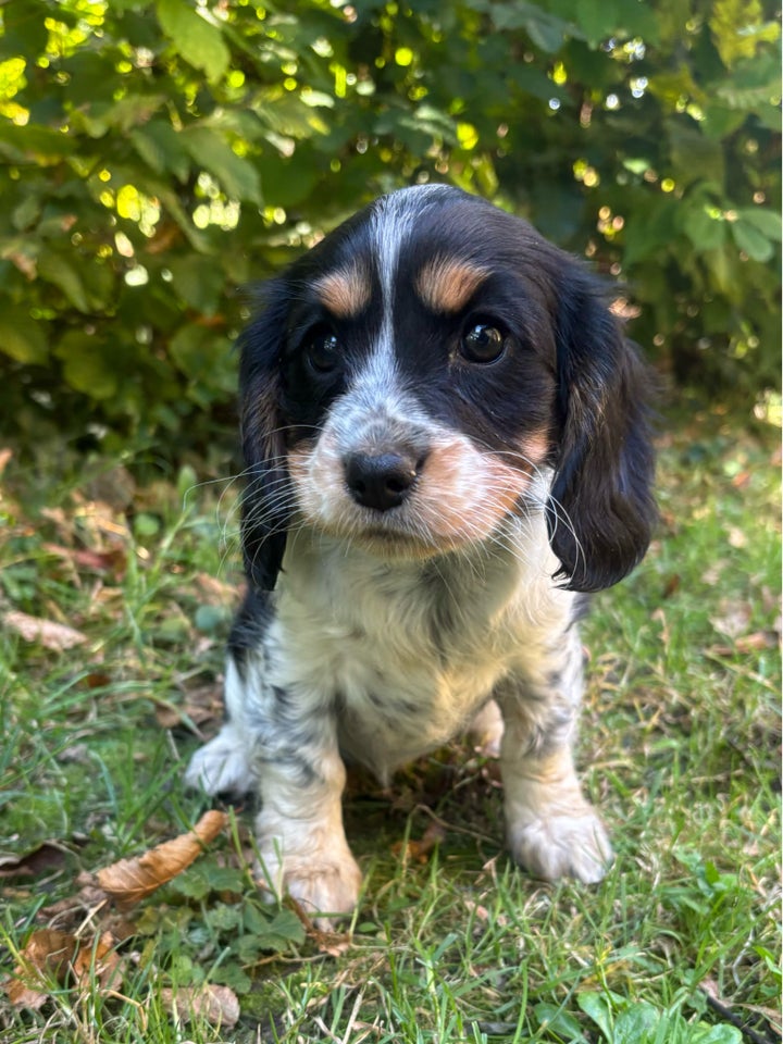 Cavalier blanding, hvalpe, 9 uger