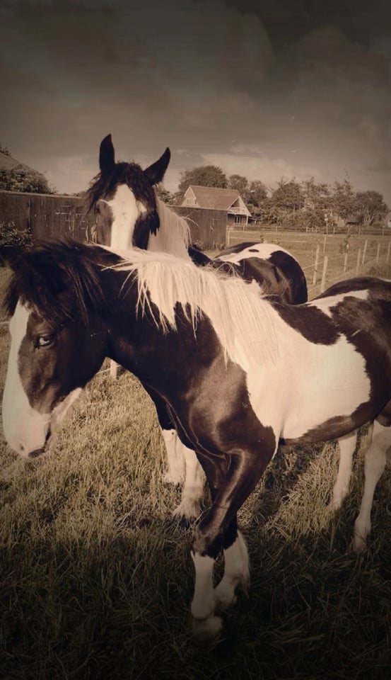 Tinker hingst 1 år