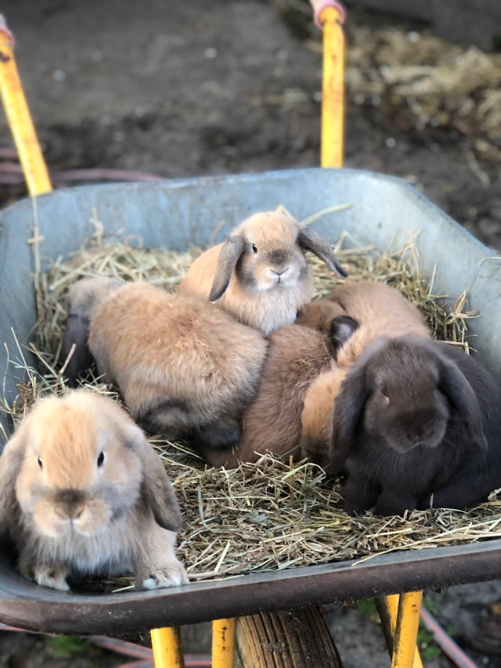 Kanin, Mini lop