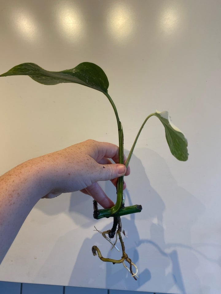 monstera albo variegata, stikling