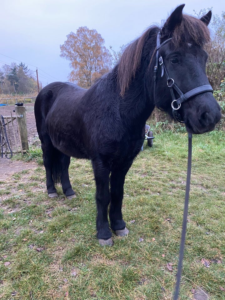 Islænder, vallak, 11 år