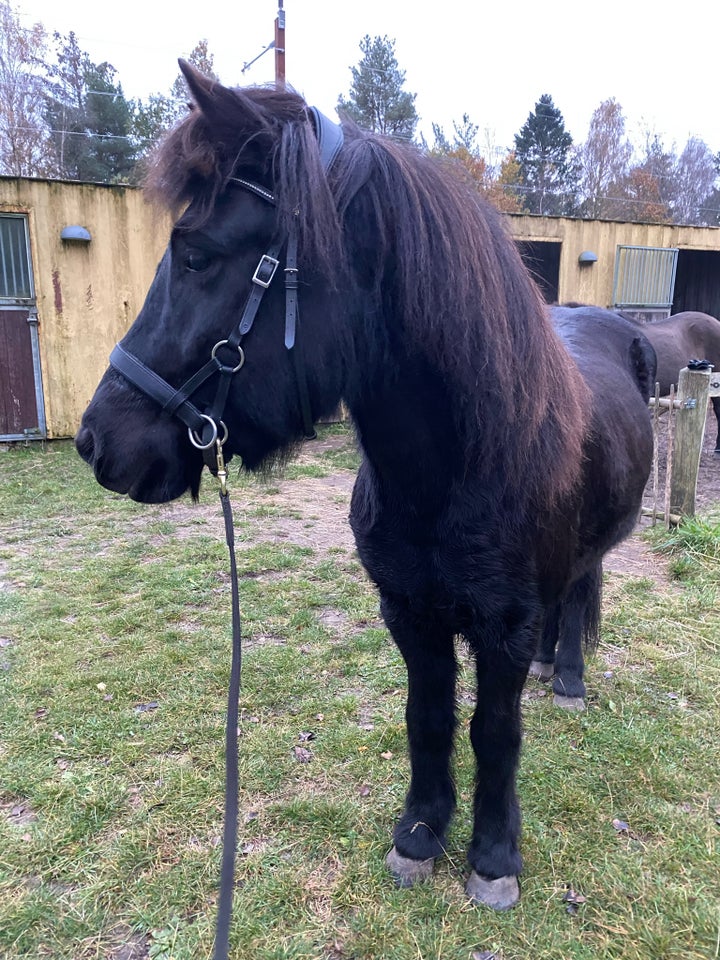 Islænder, vallak, 11 år