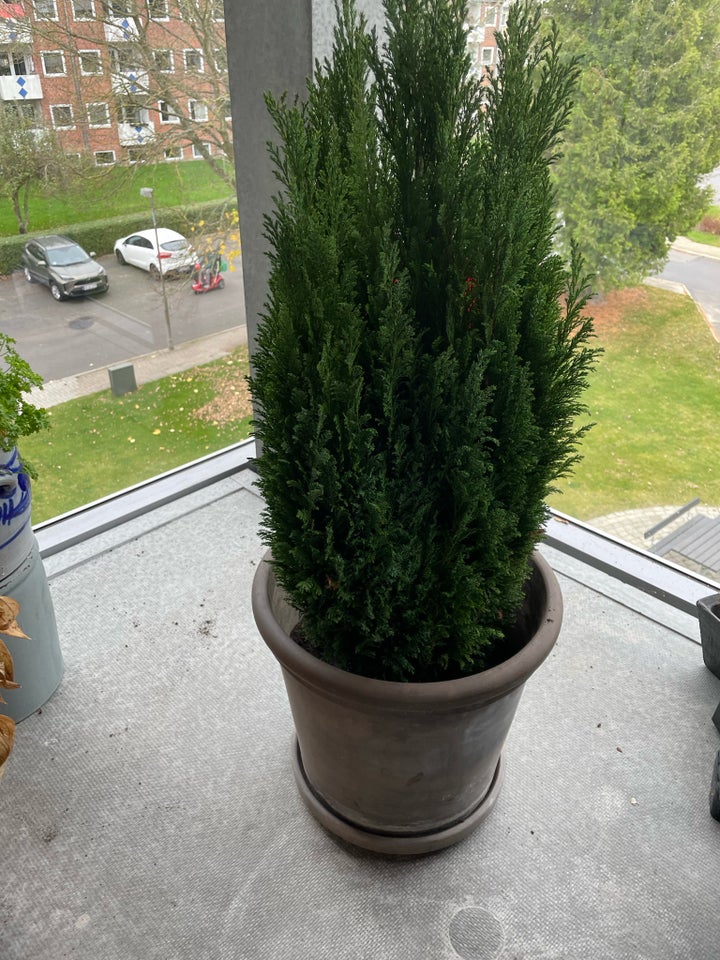 Thuja