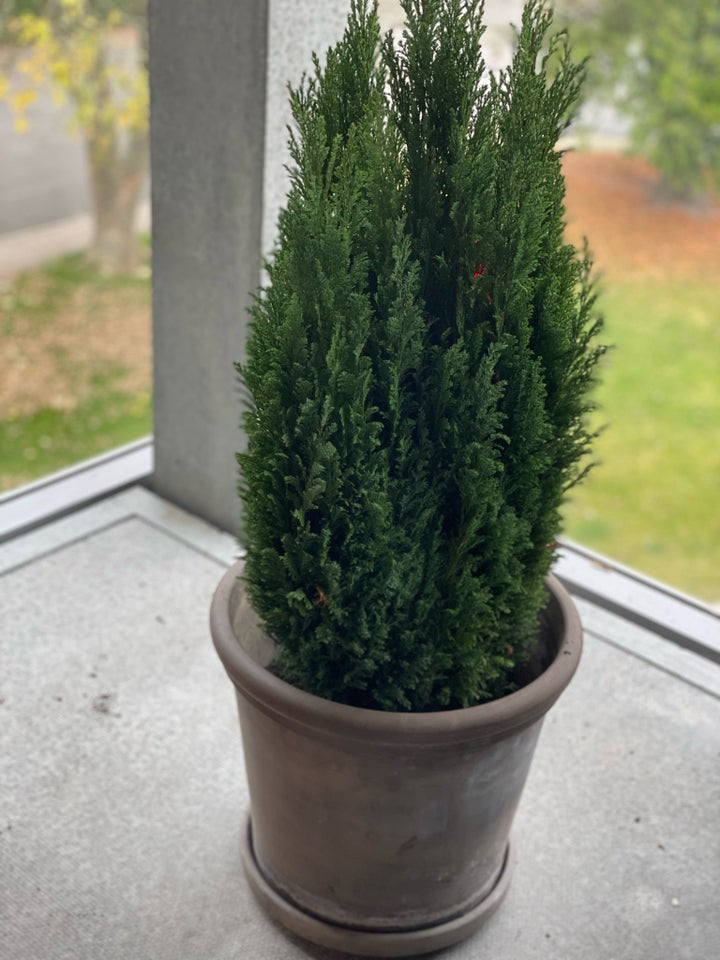 Thuja