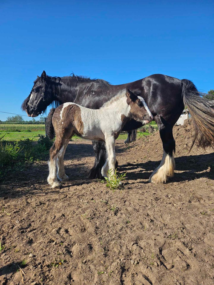 Irish Cob hoppe 1 år