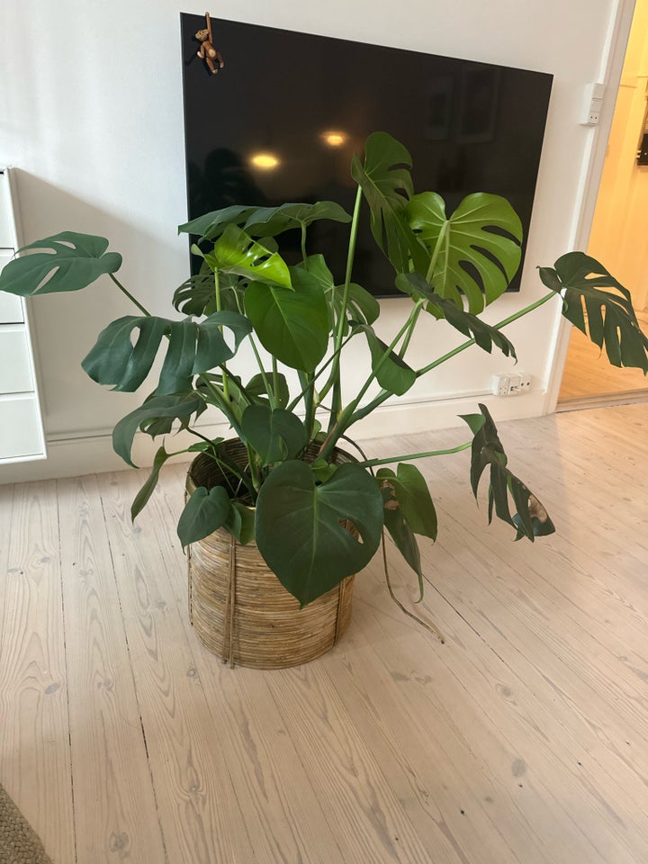 Stueplante, Fingerphilodendron,