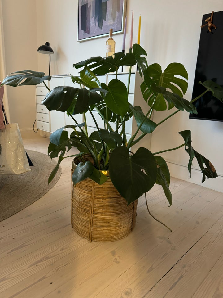 Stueplante, Fingerphilodendron,