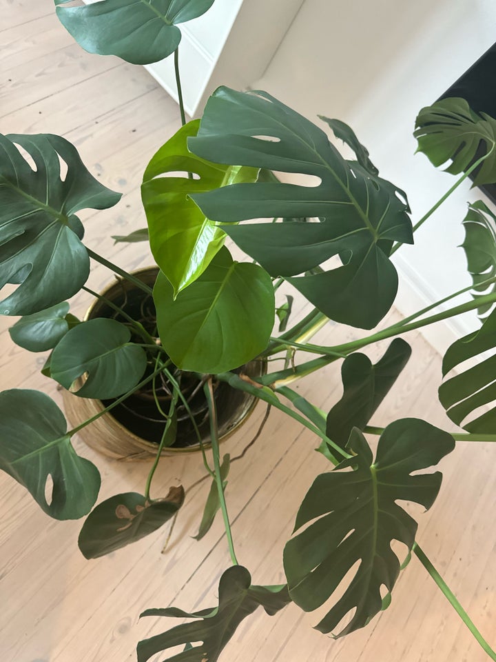 Stueplante, Fingerphilodendron,