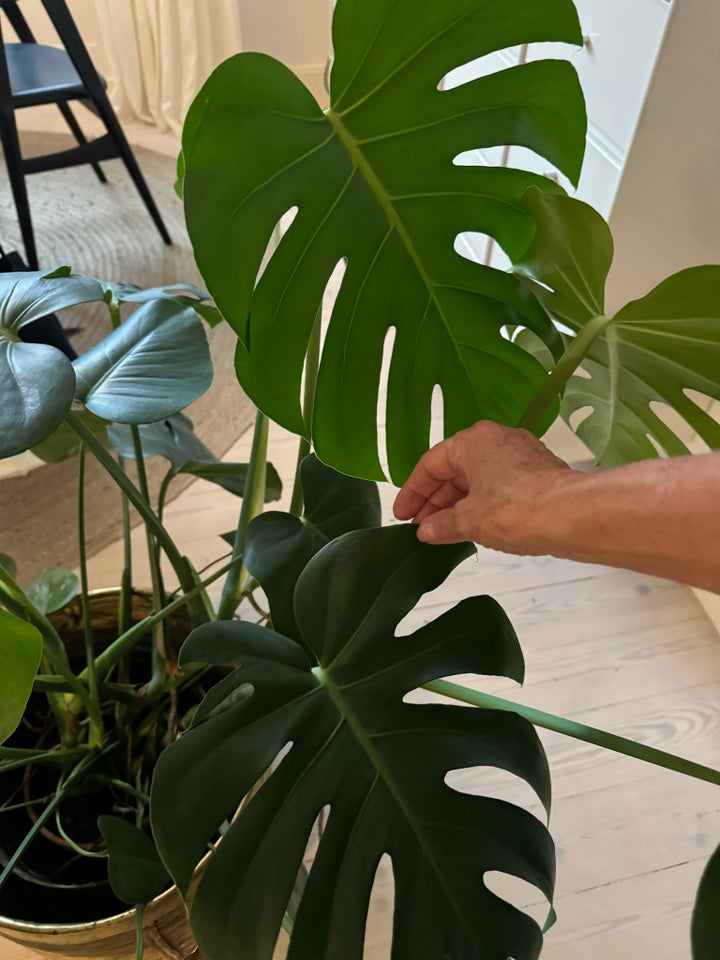 Stueplante, Fingerphilodendron,