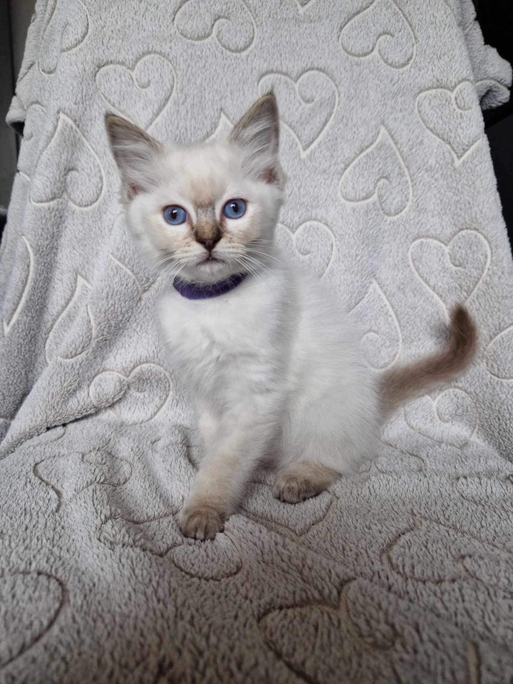 Full breed Ragdolls