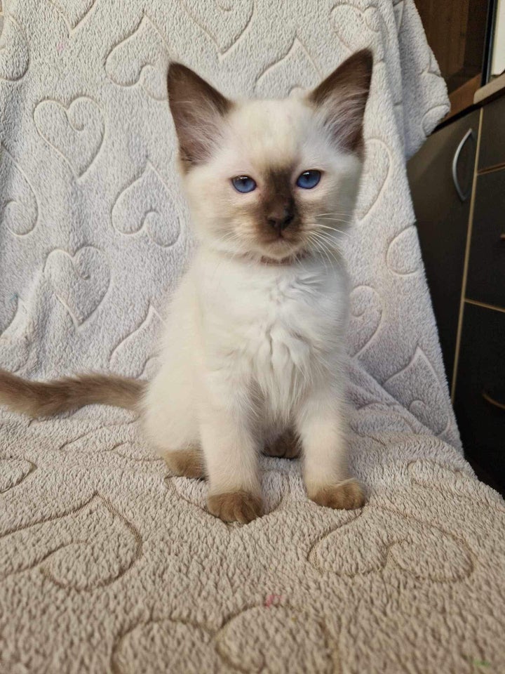 Full breed Ragdolls