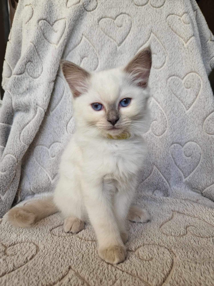 Full breed Ragdolls