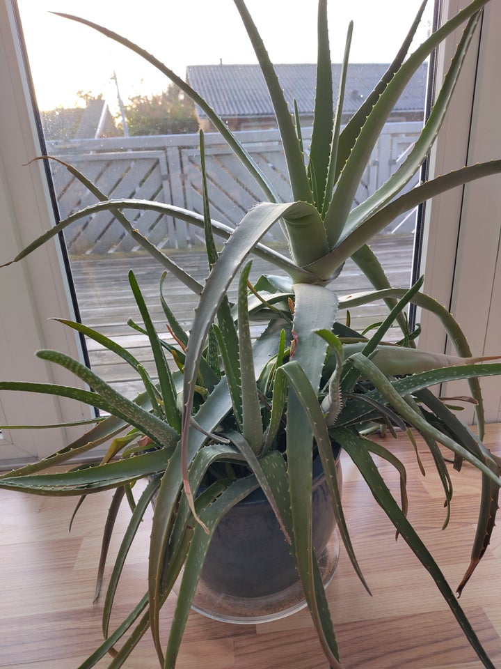 Aloe Vera, Aloe Vera