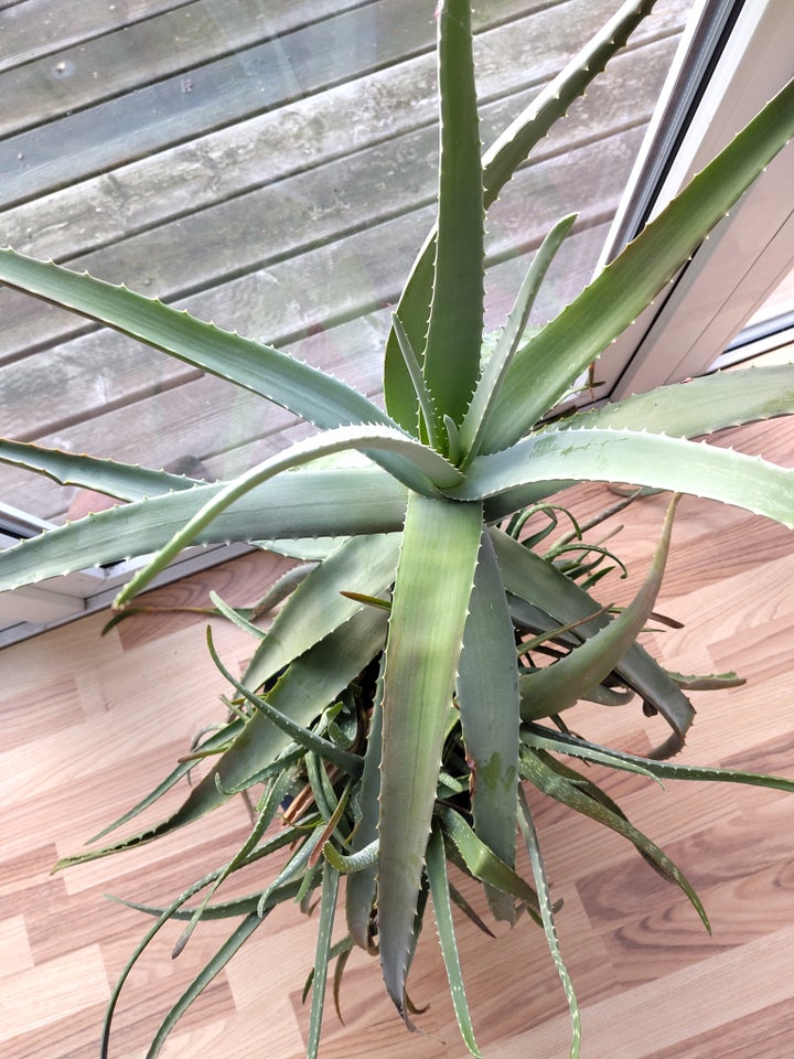 Aloe Vera, Aloe Vera