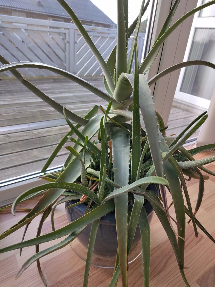 Aloe Vera, Aloe Vera