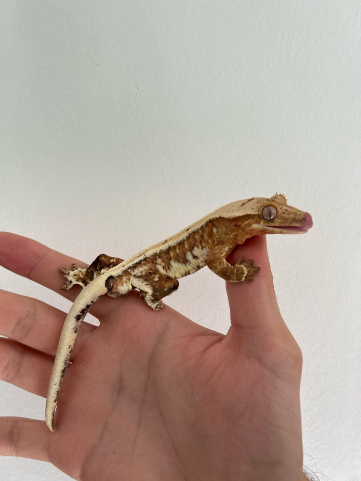 Gekko, Kronegekko