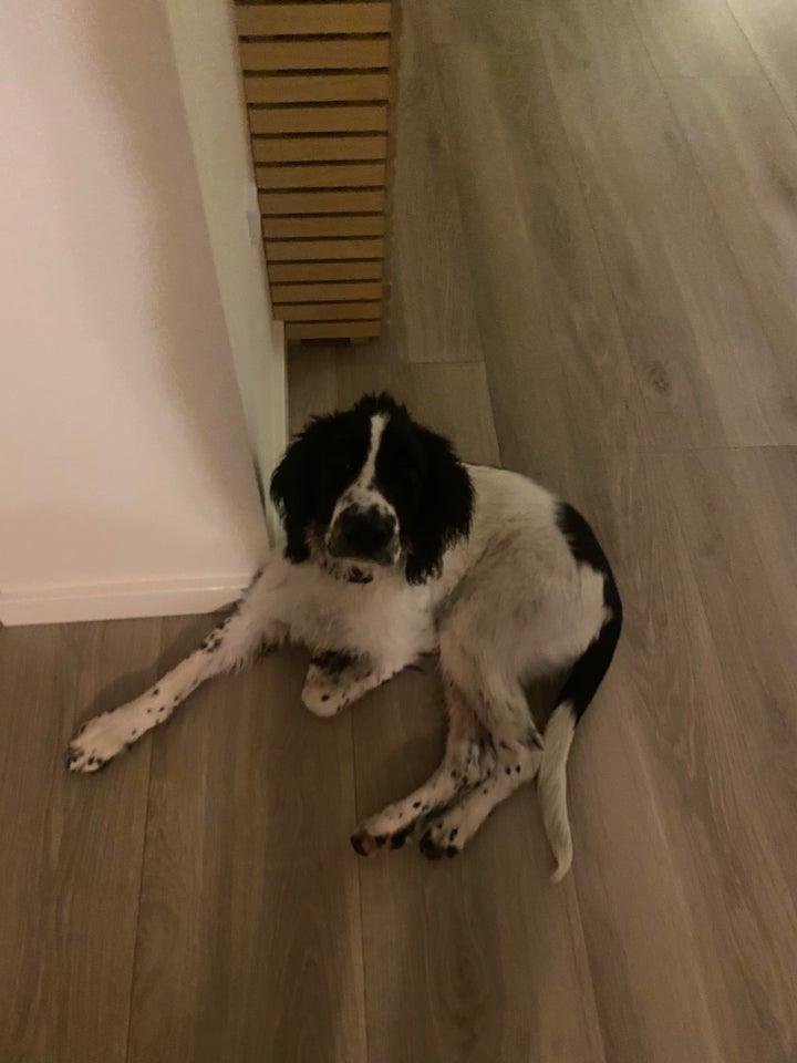 Ft. Springer spaniel, hvalpe, 5