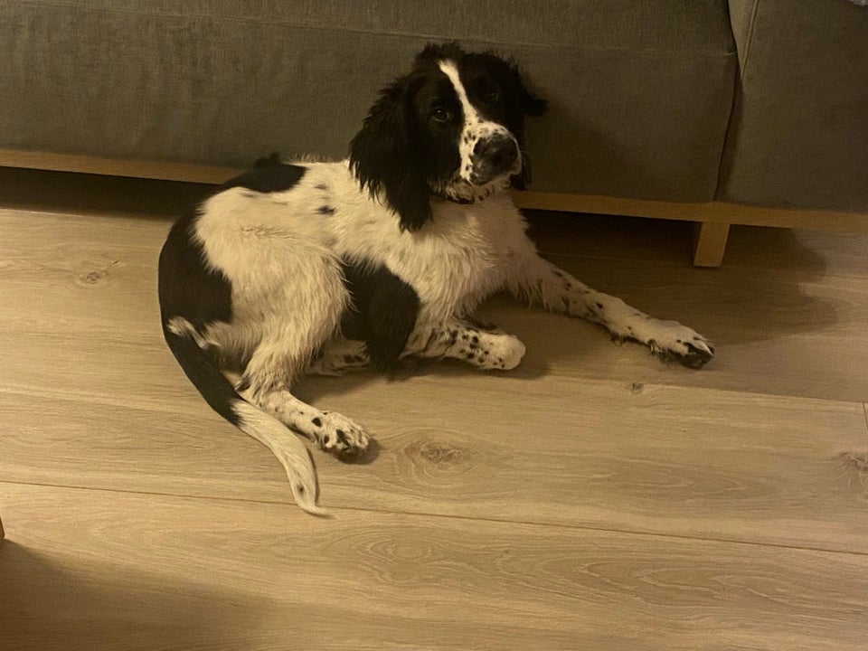 Ft. Springer spaniel, hvalpe, 5