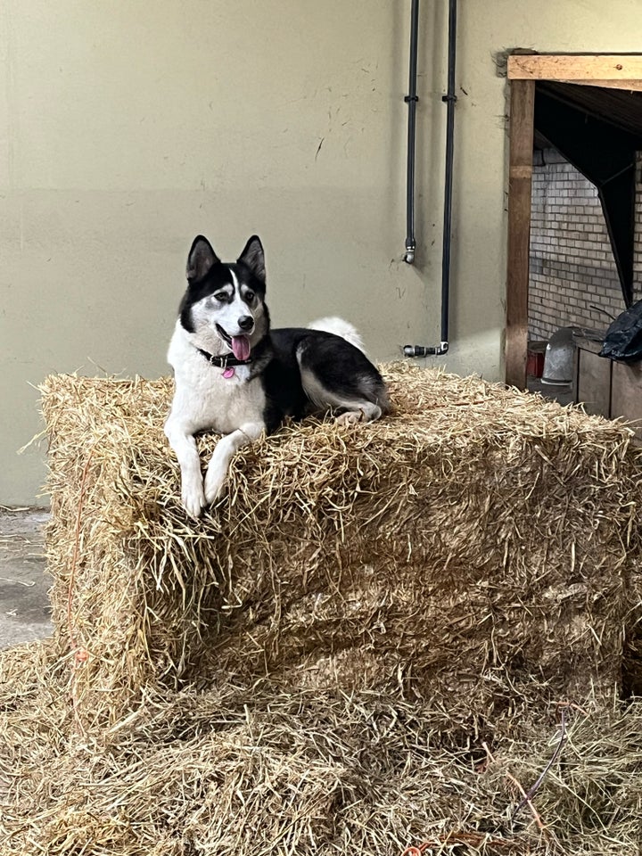 Husky/Samojede/Australian