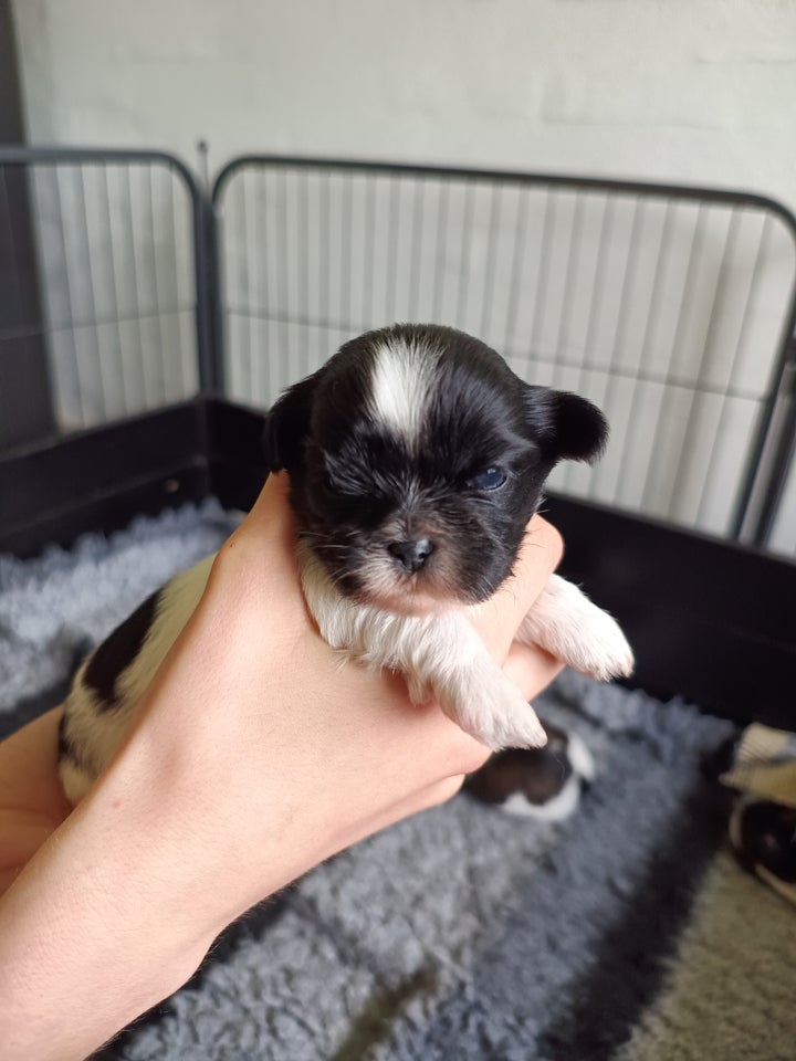 Shih tzu hvalpe 3 uger