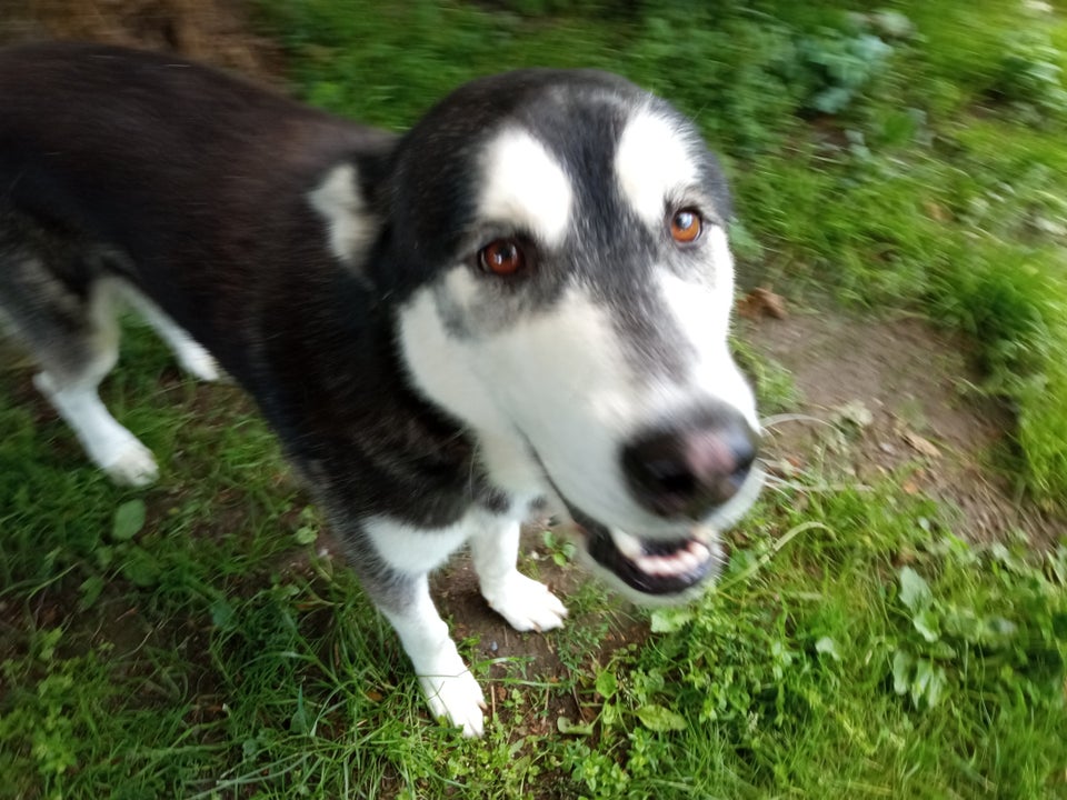 Malamute/Husky, hund, 5 år