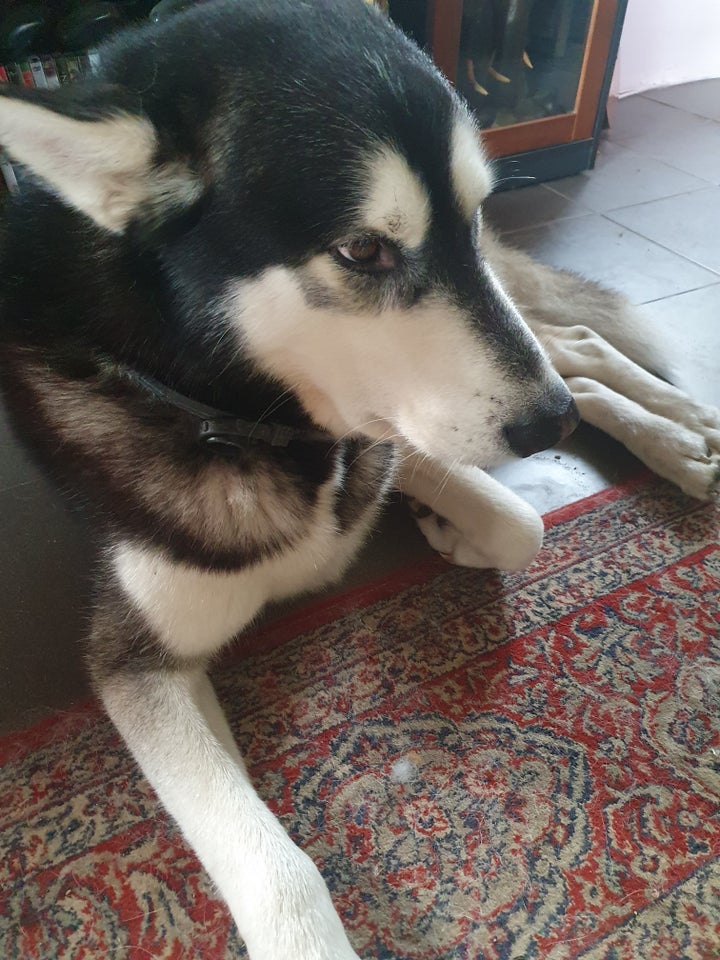 Malamute/Husky, hund, 5 år