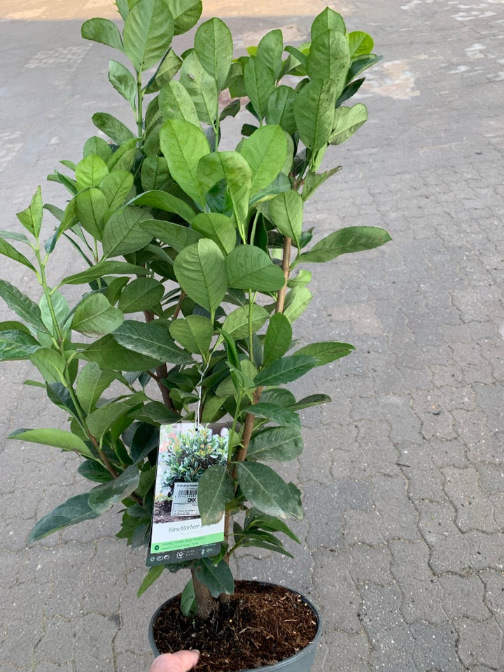 Prunus Etna i potte ca 80 cm