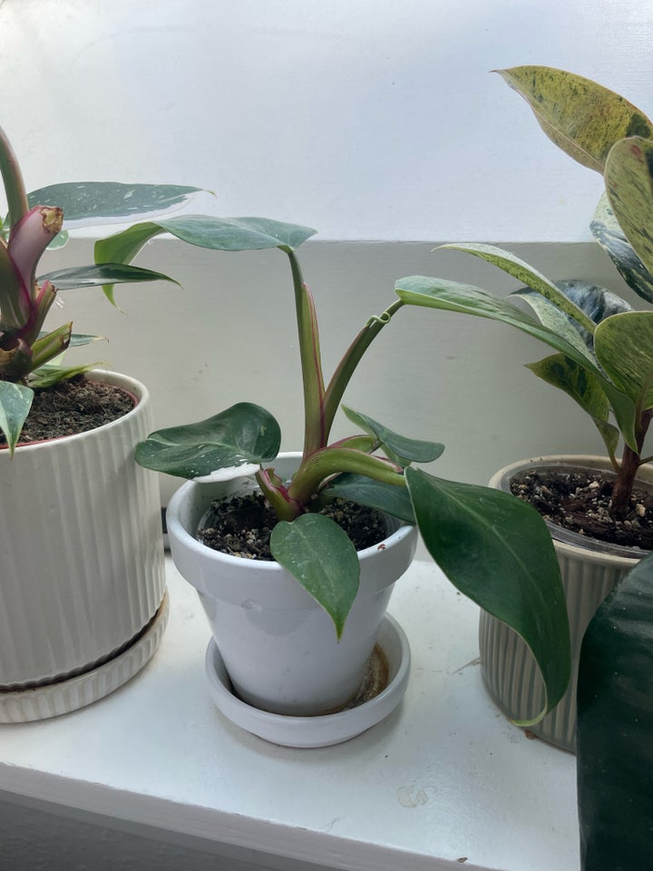 GRATIS planter  Ficus elastica