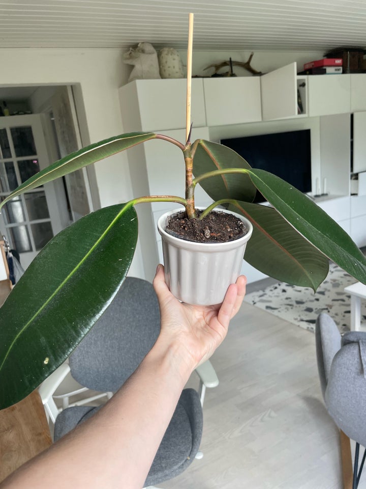 GRATIS planter  Ficus elastica