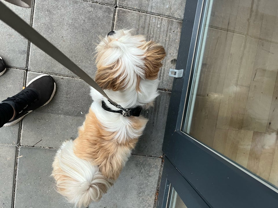 Boomer shih tzu / malteser, hund, 12