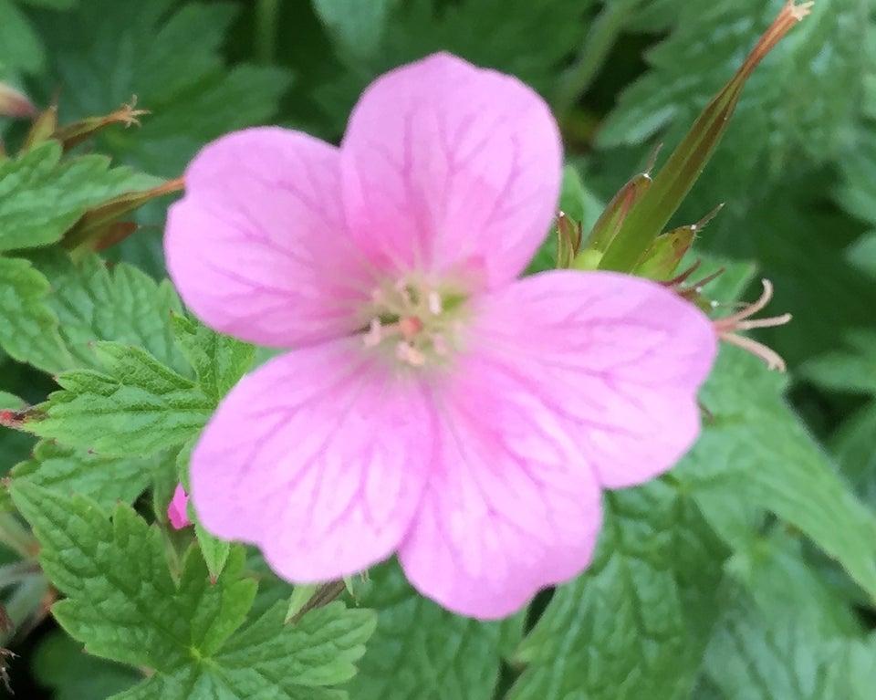 Geranium Oxonianum Storkenæb der