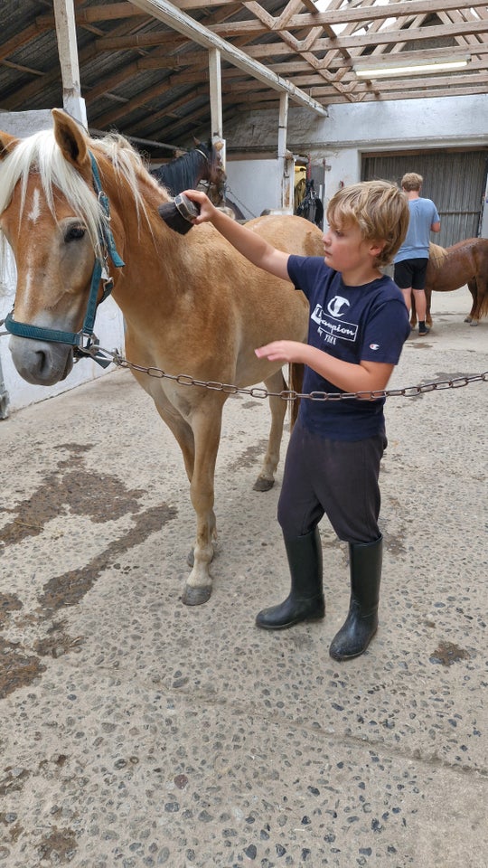 Gotlands Russ, vallak, 2 år