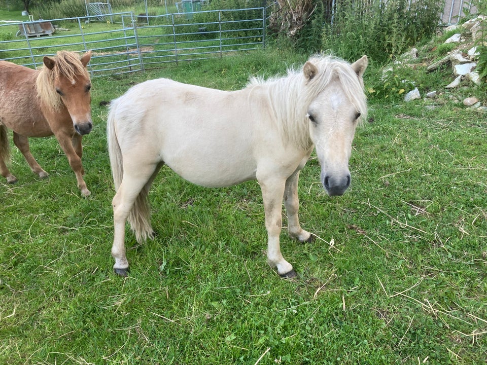 Shetlandspony hingst 1 år