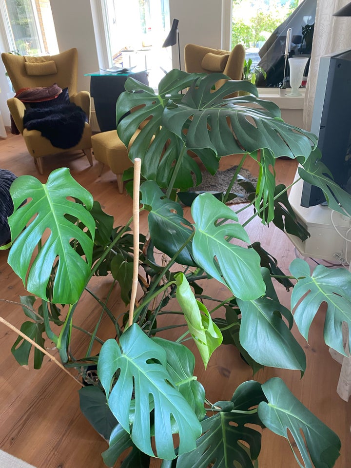 Grøn plante, Monstera