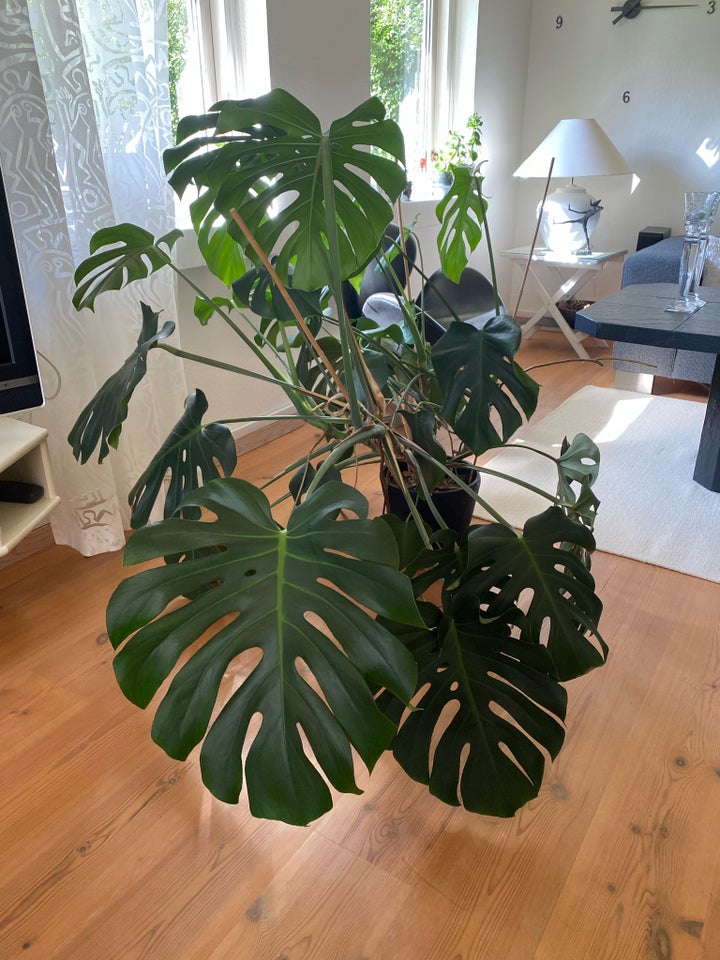 Grøn plante, Monstera