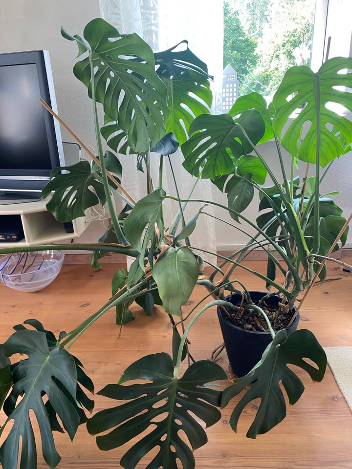 Grøn plante, Monstera