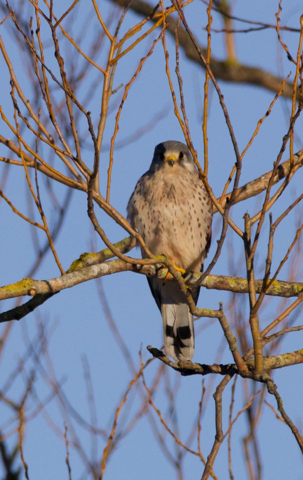 Teleobjektiv, Sigma, 150-600mm