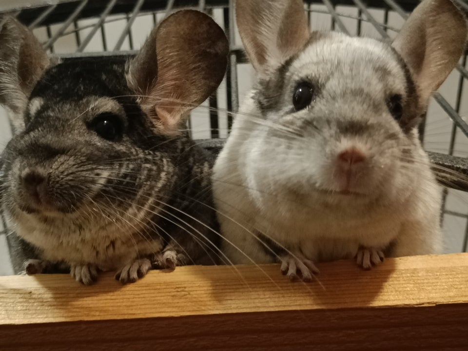 Chinchilla, 6 år