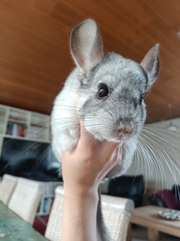 Chinchilla, 6 år