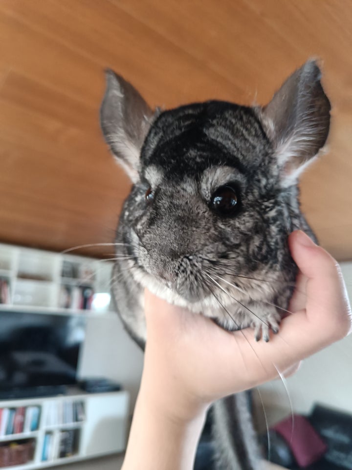 Chinchilla, 6 år