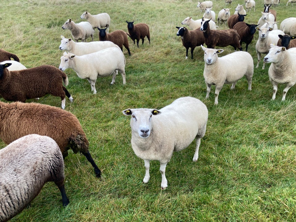 Får, Dorset blandet med Zwartbles,