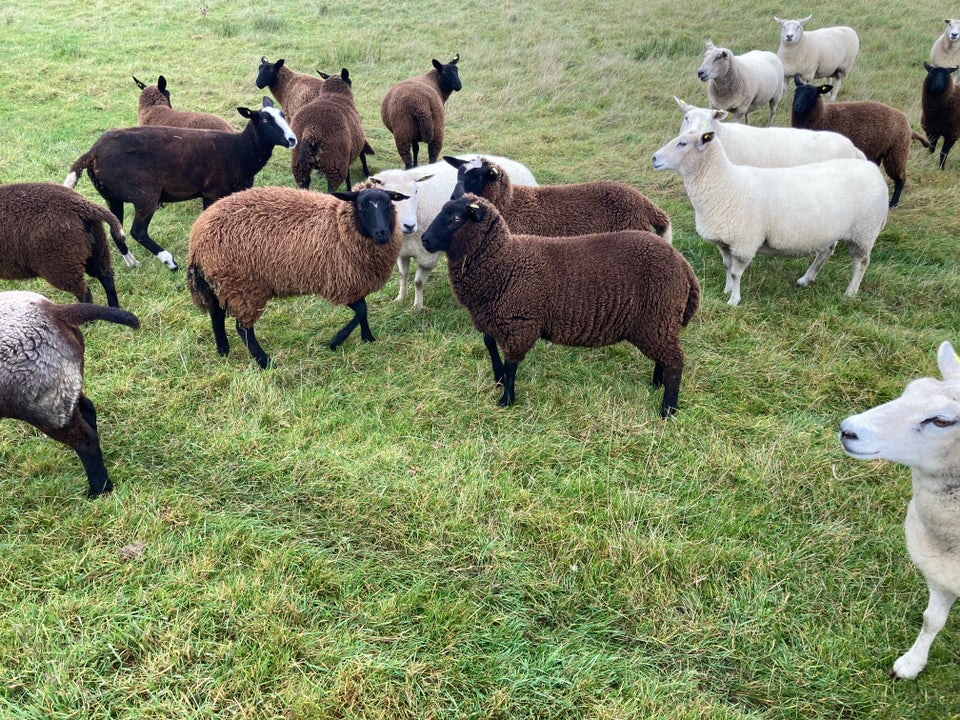 Får, Dorset blandet med Zwartbles,